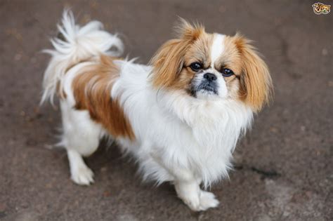 Pekingese Dog Breed | Facts, Highlights & Buying Advice | Pets4Homes