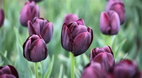 Ý Nghĩa Của Hoa Tulip Tím - Màu Sắc Của Sự Thịnh Vượng