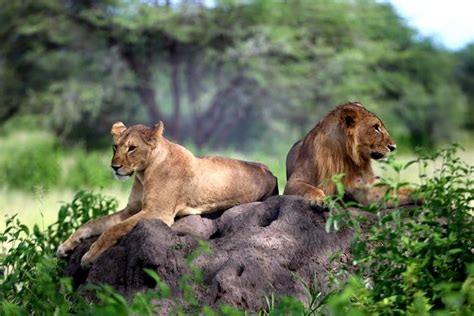 10 Days Tanzania Wildlife Safari | Tanzania Safari Tours