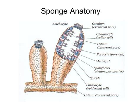 Sponge Body Types