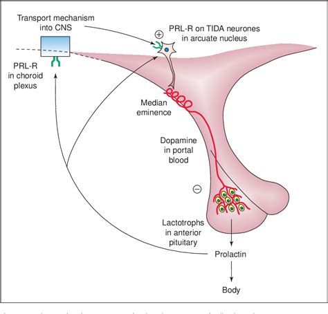 Figure 3 from Behavioural significance of prolactin signalling in the ...