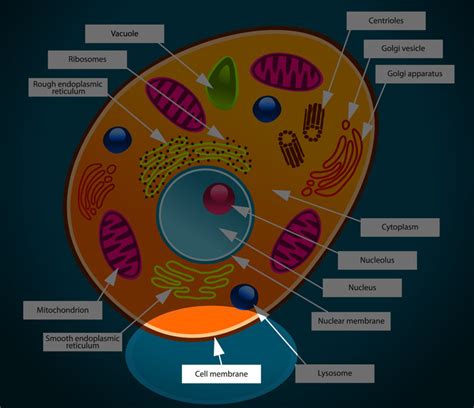 Animal Cell Membrane - Interactive DiagramkidCourses.com