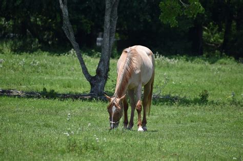 Horse Mare Young - Free photo on Pixabay - Pixabay