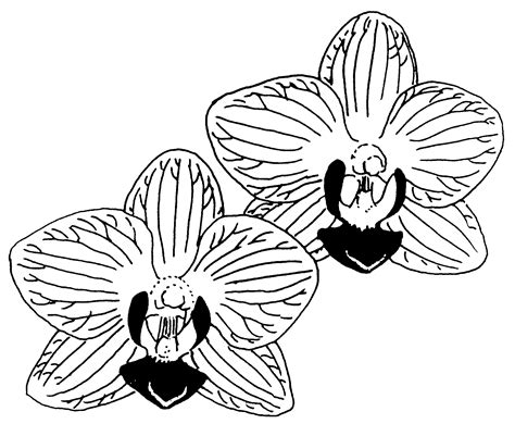 Free Orchid Cliparts, Download Free Orchid Cliparts png images, Free ...