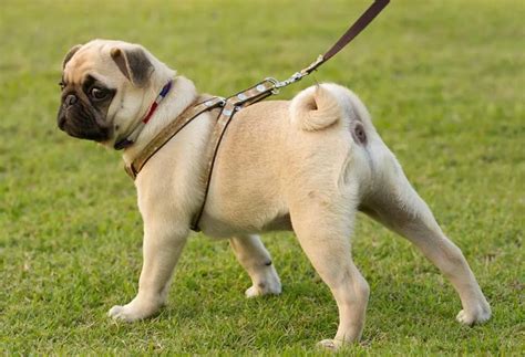 Why Do Pugs Have Curly Tails