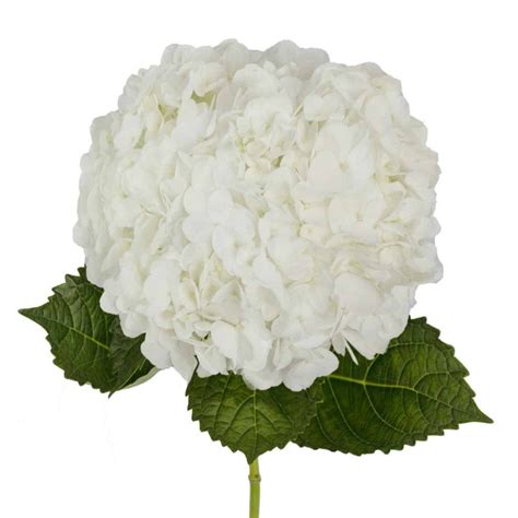 Ivory White Hydrangea Flower, 30 stems | Wholesale Flowers in Bulk