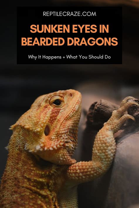 Bearded Dragon: Sunken Eyes - Symptoms, Causes, Treatment - Reptile Craze