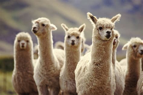 40 Adorable Alpaca Photos to Make You Smile | Reader's Digest