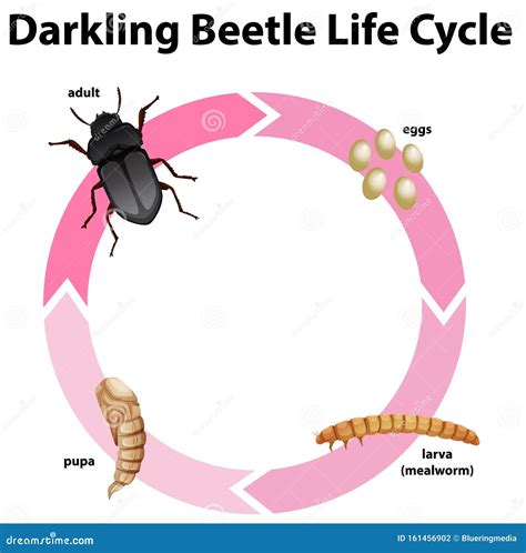 Beetle Life Cycle Diagram