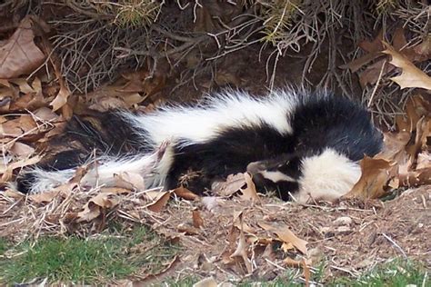 Sleeping Skunk | Flickr - Photo Sharing!