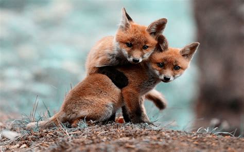 two fox cubs free picture | Cute animals, Cute animal photos, Baby animals