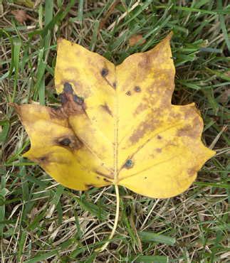 Tulip Poplar – Early Yellowing | Walter Reeves: The Georgia Gardener