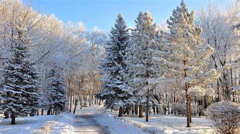 Wallpaper : trees, landscape, snow, winter, branch, ice, frost, spruce ...