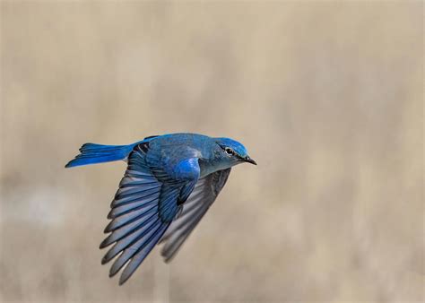 Mountain Bluebird Male in Flight Photograph by Dawn Key