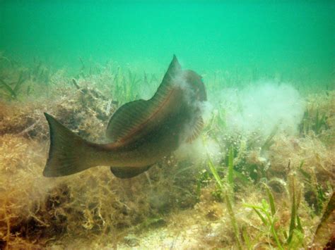 Red Grouper habitat ecology | Robert Dodge Ellis