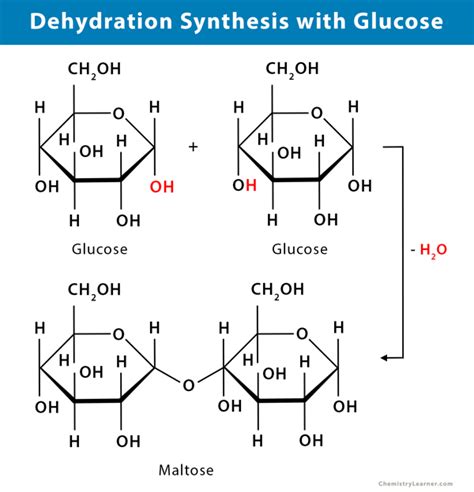 Dehydration Synthesis: Definition, Examples, and Equations