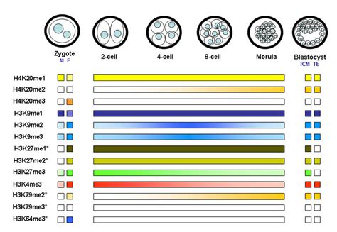 9 Dynamics of histone methylation in preimplantation development ...