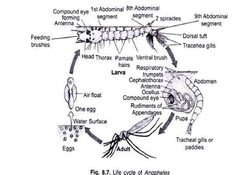 Gambar Telur Nyamuk Anopheles – analisis