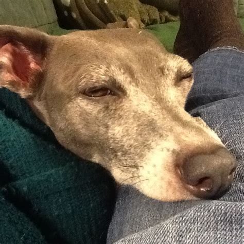 Somebody's sleepy! | Italian greyhound, Greyhound, Dogs