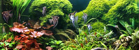 Fluorescent Aquarium Lighting - T5, VHO, Compact Fluorescent - Aquarium ...