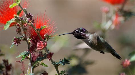 Meet The Costa’s Hummingbird (Photos & Facts)