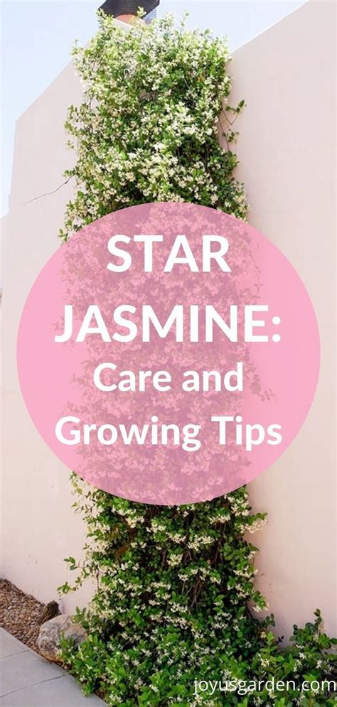 Star Jasmine Plant Care and Growing Tips | Joy Us Garden | Jasmine ...