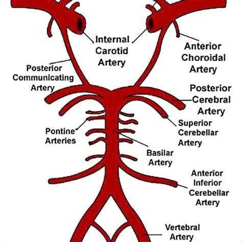 Circle Of Willis Anatomy Circle Of Willis Circle Of Willis Anatomy ...