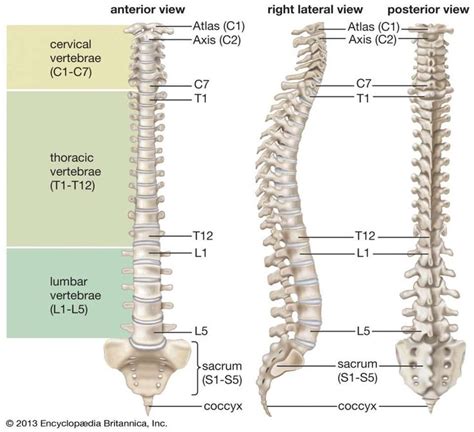 10+ Difference Between Spinal Cord And Backbone - Skeletal - Anatomyd ...