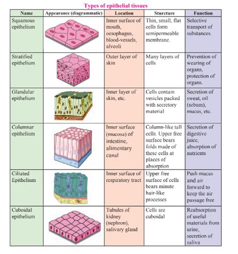 Write the location, structure and function of following epithelial ...