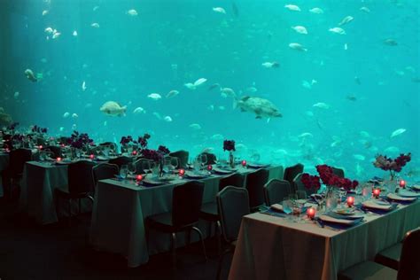 Event Venues In Atlanta Georgia | Georgia Aquarium