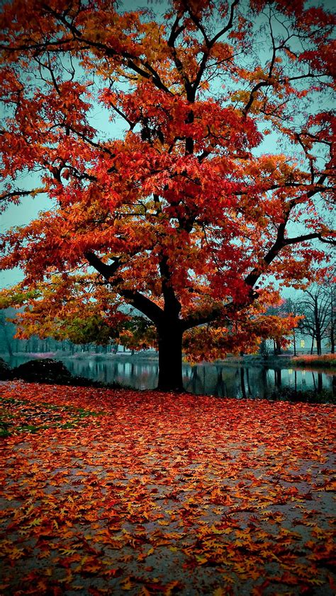 Autumn Trees Scenery Wallpaper