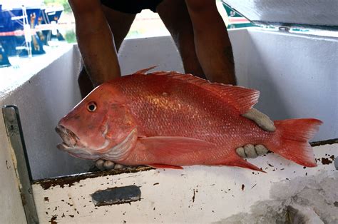 Fishing Tips: Catching Vermilion Snapper (Beeliner Fish)