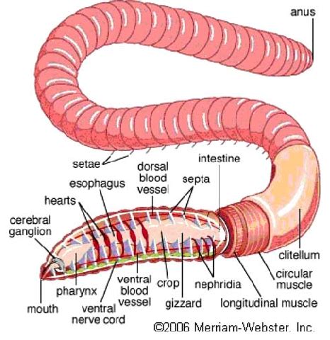 Earthworm Dissection Diagram Labeled