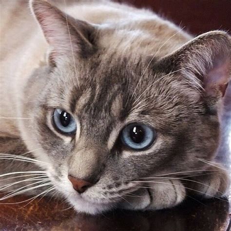 Cat Breeds With Blue Eyes And Grey Fur - Pets Lovers