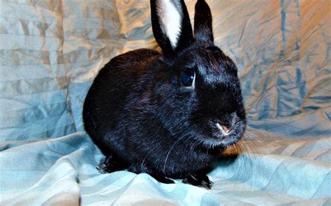 Havana Rabbit Breed: Mink of the Rabbit Family - The Rabbit Hop