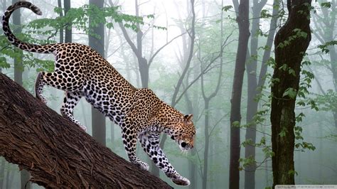 Leopard In Jungle Ultra HD Desktop Background Wallpaper for 4K UHD TV ...