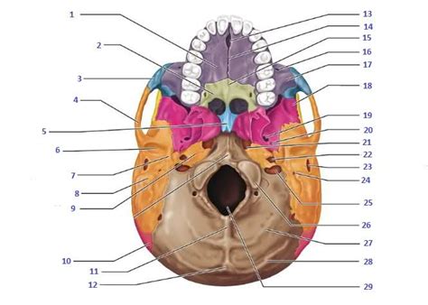 FIXED--Inferior View of the Skull (mandible removed) Diagram | Quizlet