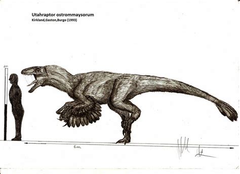 Utahraptor Skeletal