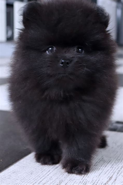 Very beautiful black Pomeranian puppy Black Pomeranian Puppies, Puppy ...