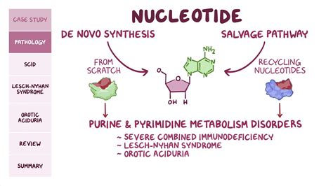 Purine and pyrimidine synthesis and metabolism disorders: Pathology ...