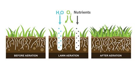 Turf Tips - Lawn Aeration