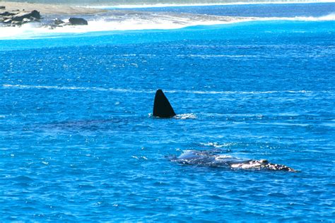 esperance australia..thomas river.. whale watching | Esperance ...