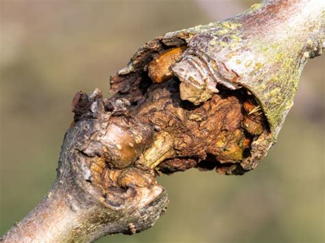 Fixing Tree Canker - How To Control Cankers On Fruit Trees