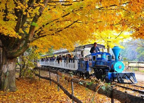 Nami Island and Gapyeong Rail Park full-day tour | OutdoorTrip