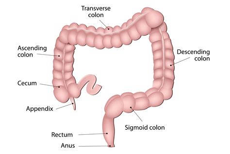 Sections Of The Colon