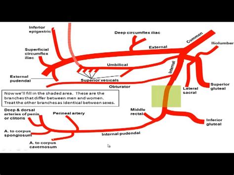 Gross anatomy - Drawing the Branches of the Iliac Arteries - YouTube