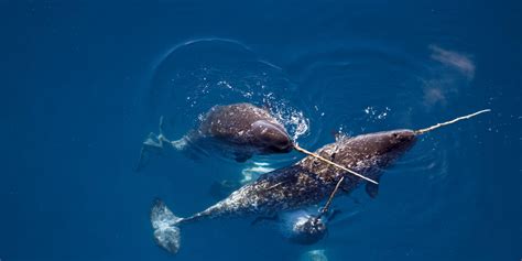 Narwhal facts, toothed whale, endangered large marine mammal