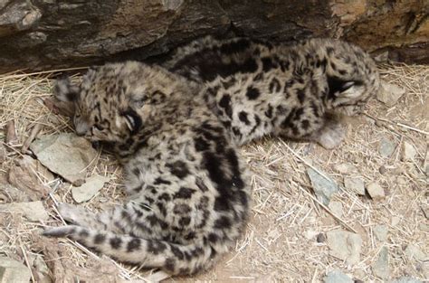 7 Essential Facts About Snow Leopard Cubs - Snow Leopard Trust