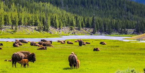 Surprising Facts About Yellowstone National Park | Via