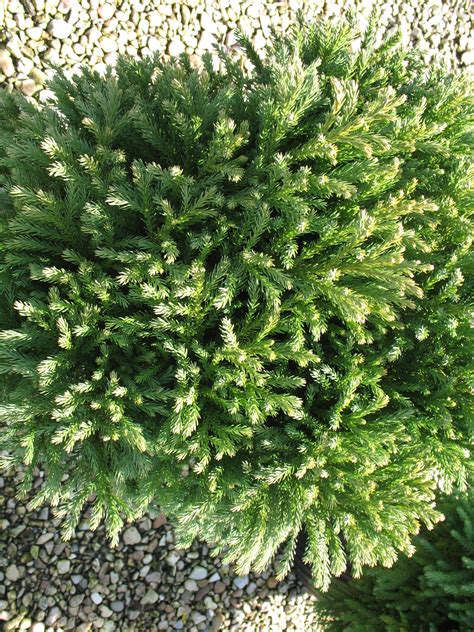 Cryptomeria - Alchetron, The Free Social Encyclopedia